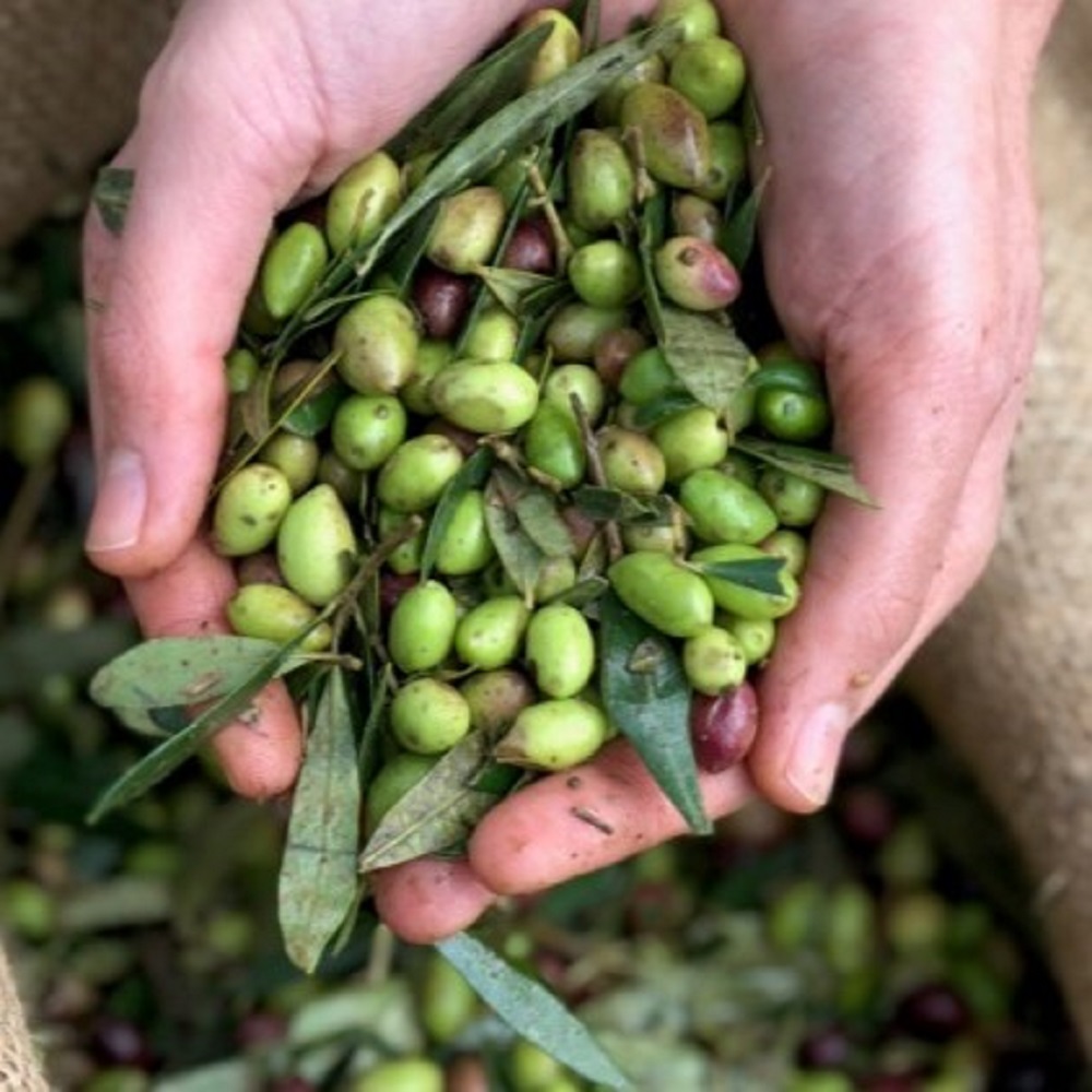 Kalios Olivenöl & Balsamico